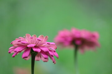 Fototapeta premium ガーデニングの定番の花