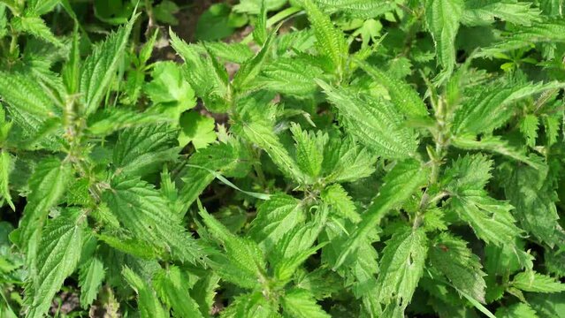 Urtica is a genus of flowering plants in the family Urticaceae. Many species have stinging hairs and may be called nettles or stinging nettles.