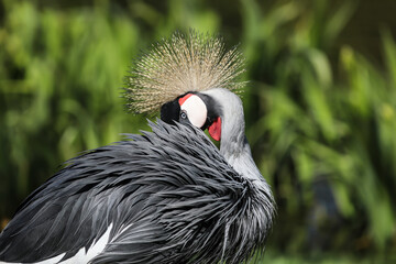 grey crowned crane