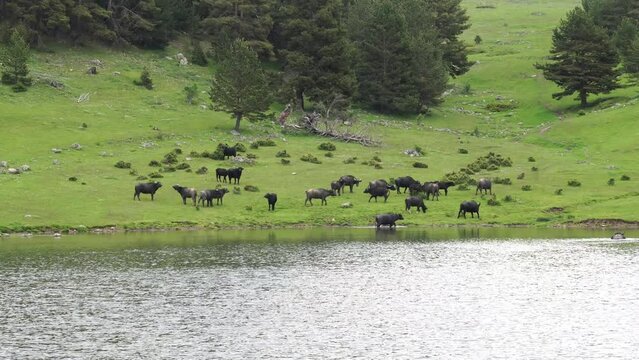 A large herd of domestic buffalo spending time by the lake.