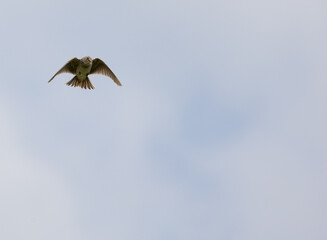 Eurasian skylark, Alauda arvensis in summer