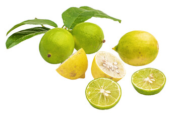 Lemons with green leaves hang on tree branch isolated on transparent png background