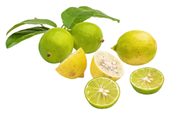 Lemons with green leaves hang on tree branch isolated on transparent png background