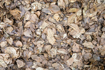 Layer of Dried Leaves Covering the Forest Floor in Autumn