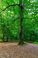 Tall Tree in a Dense Forest with Lush Green Foliage and Dried Leaves on the Ground