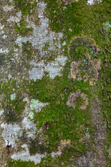 Close-Up of Moss and Lichen on Tree Bark in a Forest Setting
