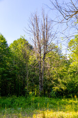 A dried up tree in the forest and still standing