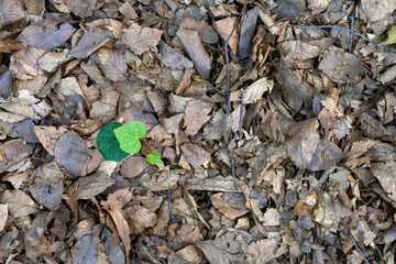 New Green Sprout Among Dried Leaves on the Forest Floor