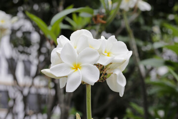 Plumeria or frangipani flower. Tropical tree