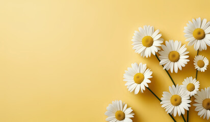 Fototapeta premium white daisies on a yellow pastel paper texture background with copy space