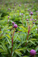 Buds of peonies. Pink flowers in the garden. A field of peonies. Many flower buds on the field