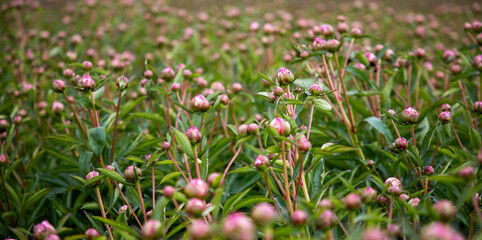 Buds of peonies. Pink flowers in the garden. A field of peonies. Many flower buds on the field