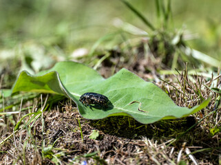 insect on green foliage close-up on a sunny summer day in Altai
