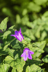 Flowering bellflowers on summertime on blurred green background