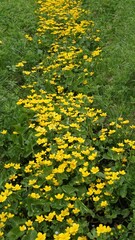 Marsh Marigold or caltha palustris planted in old drainage ditch