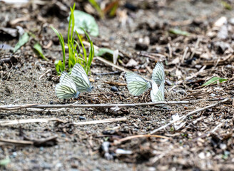 beautiful butterfly on green foliage close-up on a sunny summer day in Altai