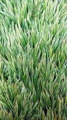 close-up detail of spider plant (chlorophytum laxum)