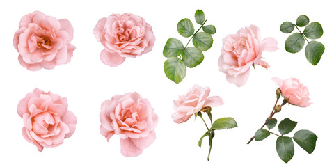 Pink roses clipart. Floral elements isolated on a transparent background. Png file. Can be used for invitations, greeting, wedding card, web design, banner and more.