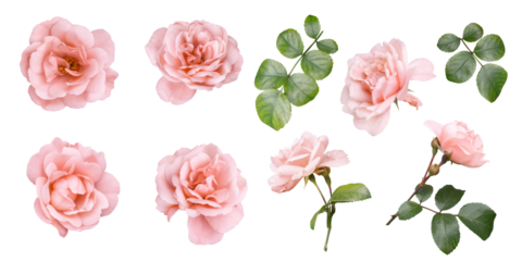 Pink roses clipart. Floral elements isolated on a transparent background. Png file. Can be used for invitations, greeting, wedding card, web design, banner and more.