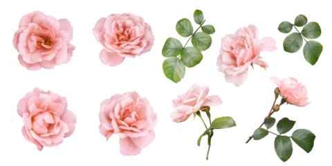 Pink roses clipart. Floral elements isolated on a transparent background. Png file. Can be used for invitations, greeting, wedding card, web design, banner and more. © RinaM