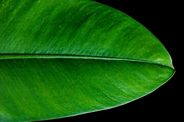 Close-up exotic dark green leaf Philodendron Crassinervium the tropical foliage houseplant isolated...