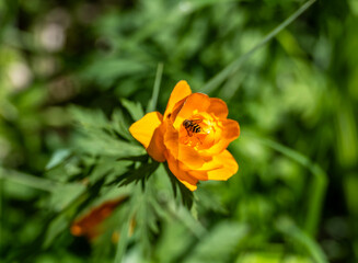 an insect collects sweet nectar on a yellow flower in Altai