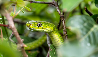 Naklejka premium Close-up of an elegant lime green snake slithering through the branches.