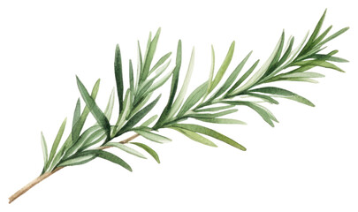 PNG Rosemary plant herbs leaf.