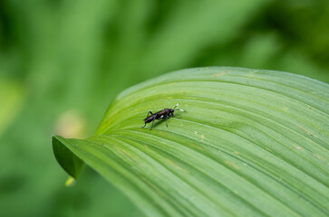 insect on green foliage close-up on a sunny summer day in Altai