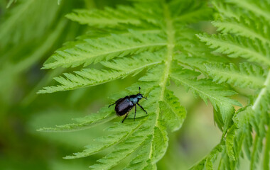 insect on green foliage close-up on a sunny summer day in Altai