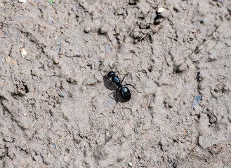 big black ant on the ground close up