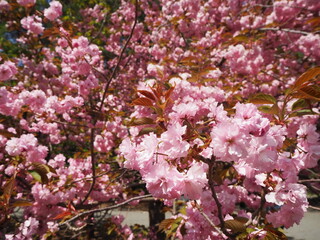 美しい八重桜の花