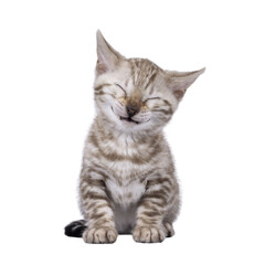 Fototapeta premium Funny Bengal kitten, sitting up facing front. Laughing with eyes closed. Isolated cutout on a transparent background.