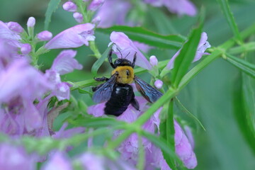 花穂が下から上へ順番に咲く