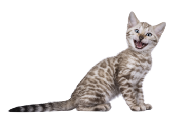Funny Bengal kitten, sitting up side ways. Laughing with mouth wide open showing teeth and tongue. Isolated cutout on a transparent background.