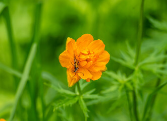 an insect collects sweet nectar on a yellow flower in Altai