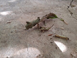 dry leaves