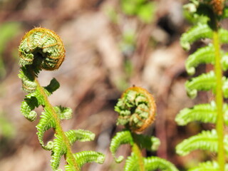 シダ植物の新芽