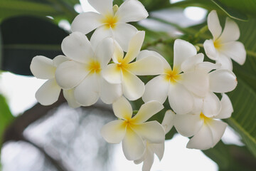 Frangipani flowers blooming in the garden