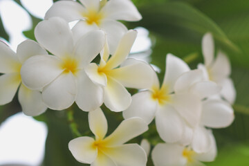 Frangipani flowers blooming in the garden