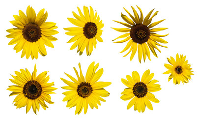 Set of different angle of sunflowers isolated on transparent background