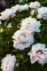 Many beautiful big pastel pink peonies flowers on bush in garden or park