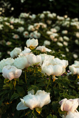 Many beautiful white peonies flowers on bush in garden or park. Gardening or flower farming in spring