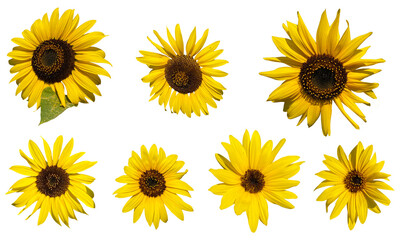 Set of different angle of sunflowers isolated on transparent background