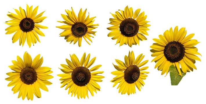Set of different angle of sunflowers isolated on transparent background