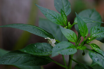 Obraz premium 唐辛子の白い花