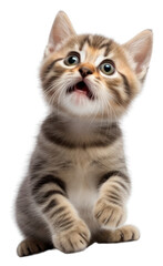 Obraz premium PNG Kitten mammal animal pet