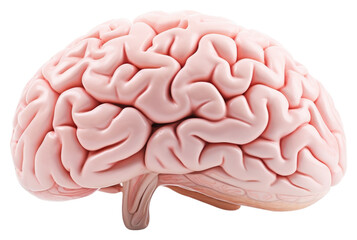 PNG Pink brain human organ 3D medical element