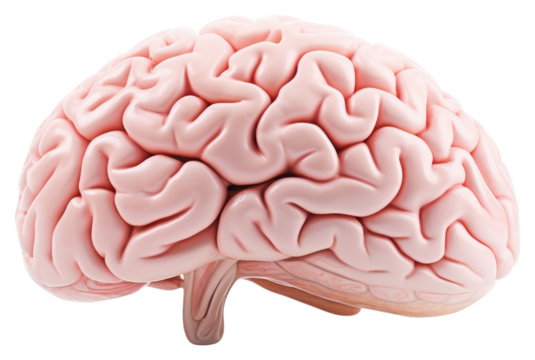 PNG Pink brain human organ 3D medical element