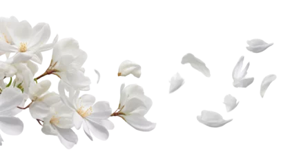  flying white flowers isolated on transparent background cutout © Papugrat